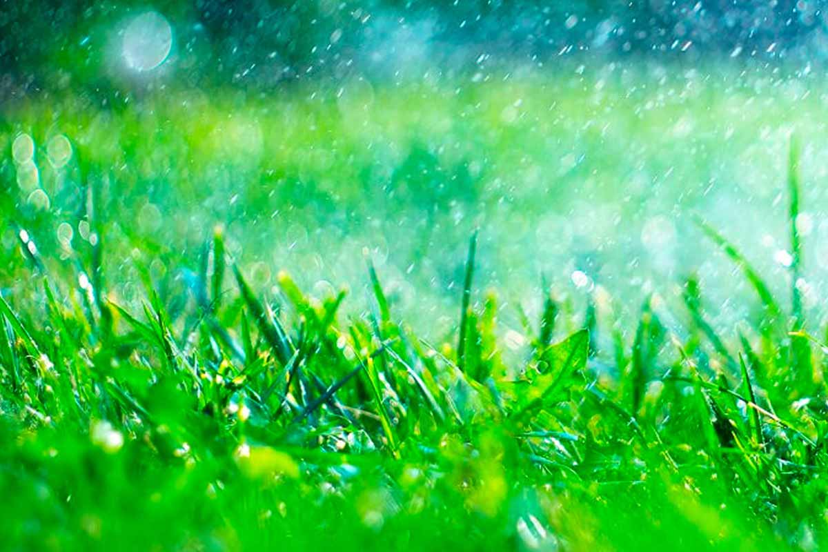Lawn