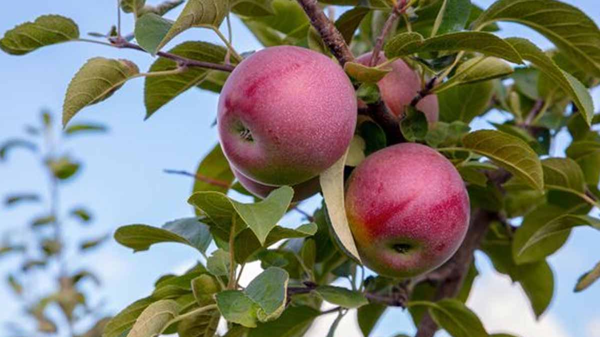 apple trees