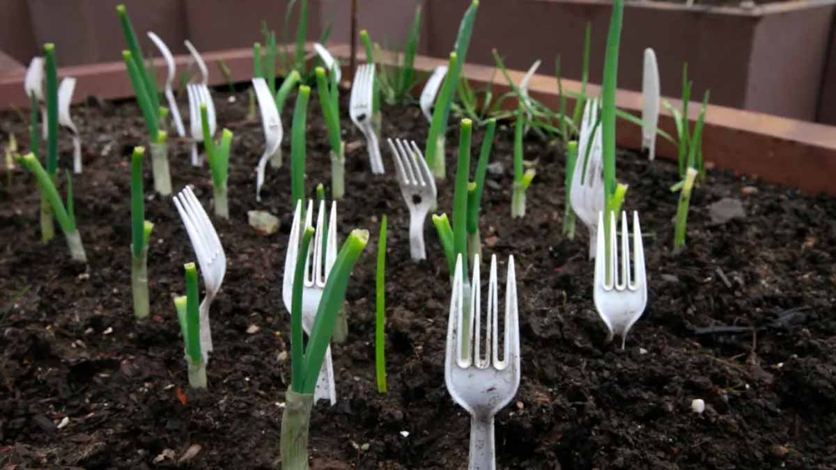 vegetable garden