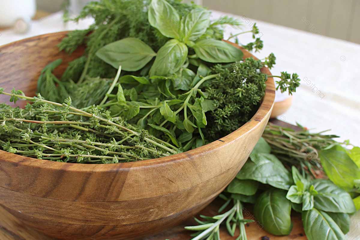 Herb
