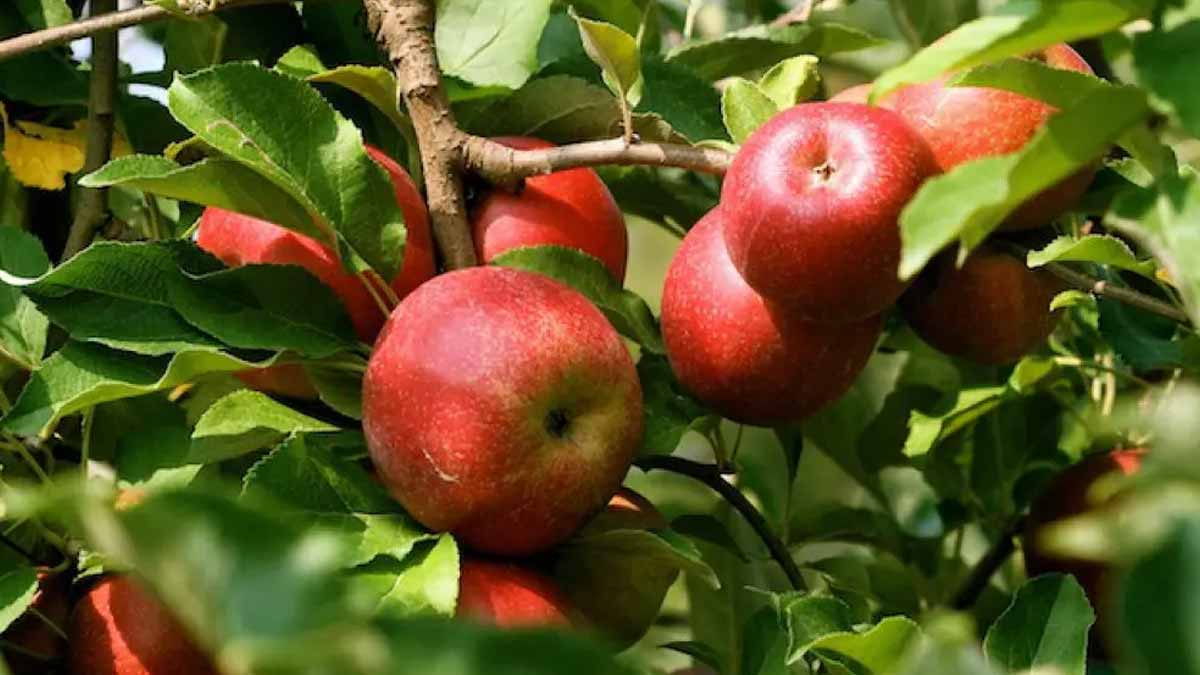 apples