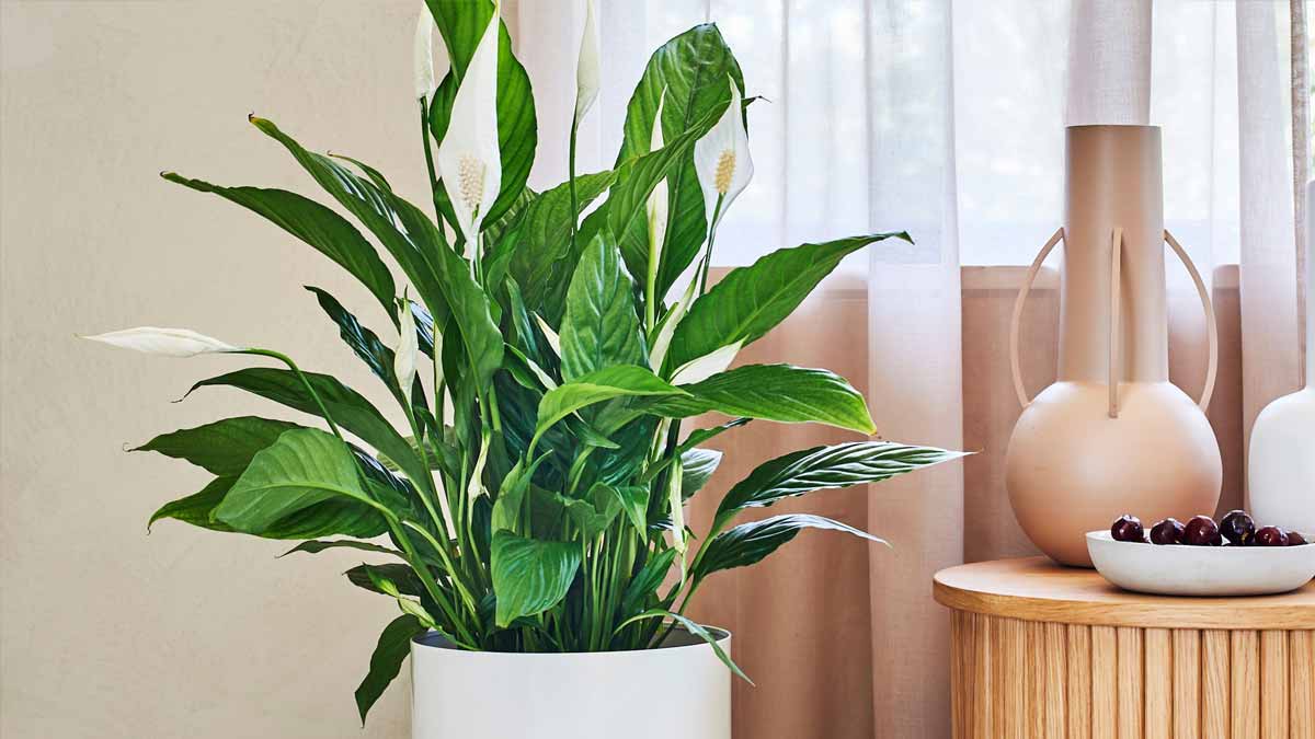 peace lilies