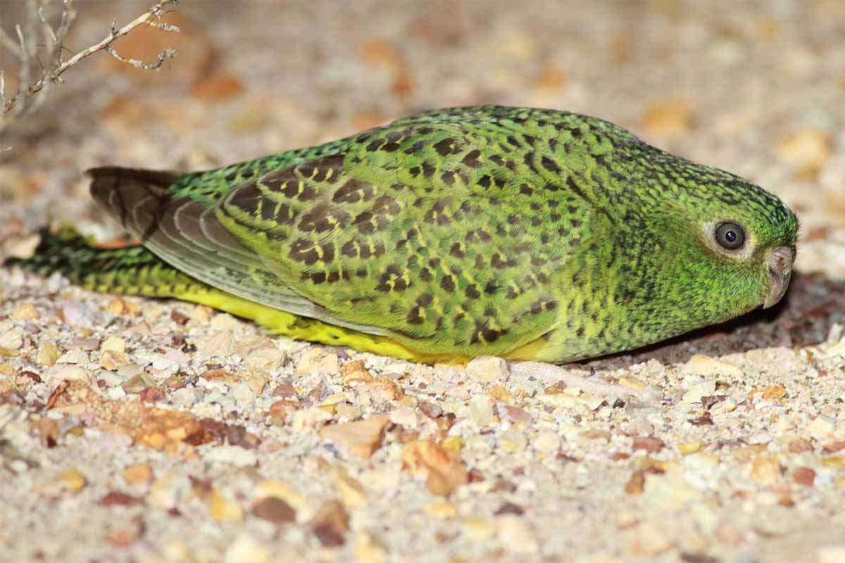 bird