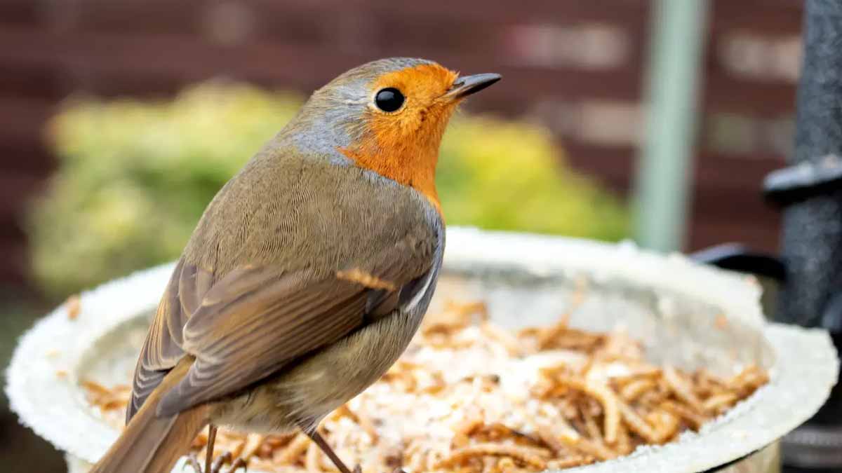 robins