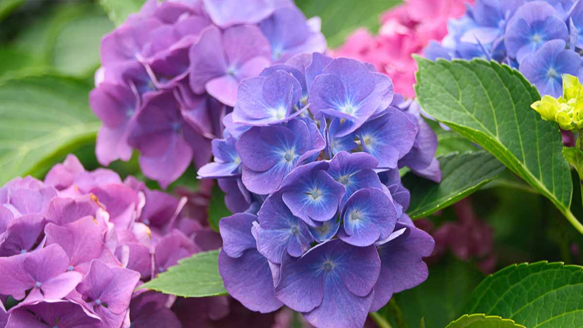hydrangeas