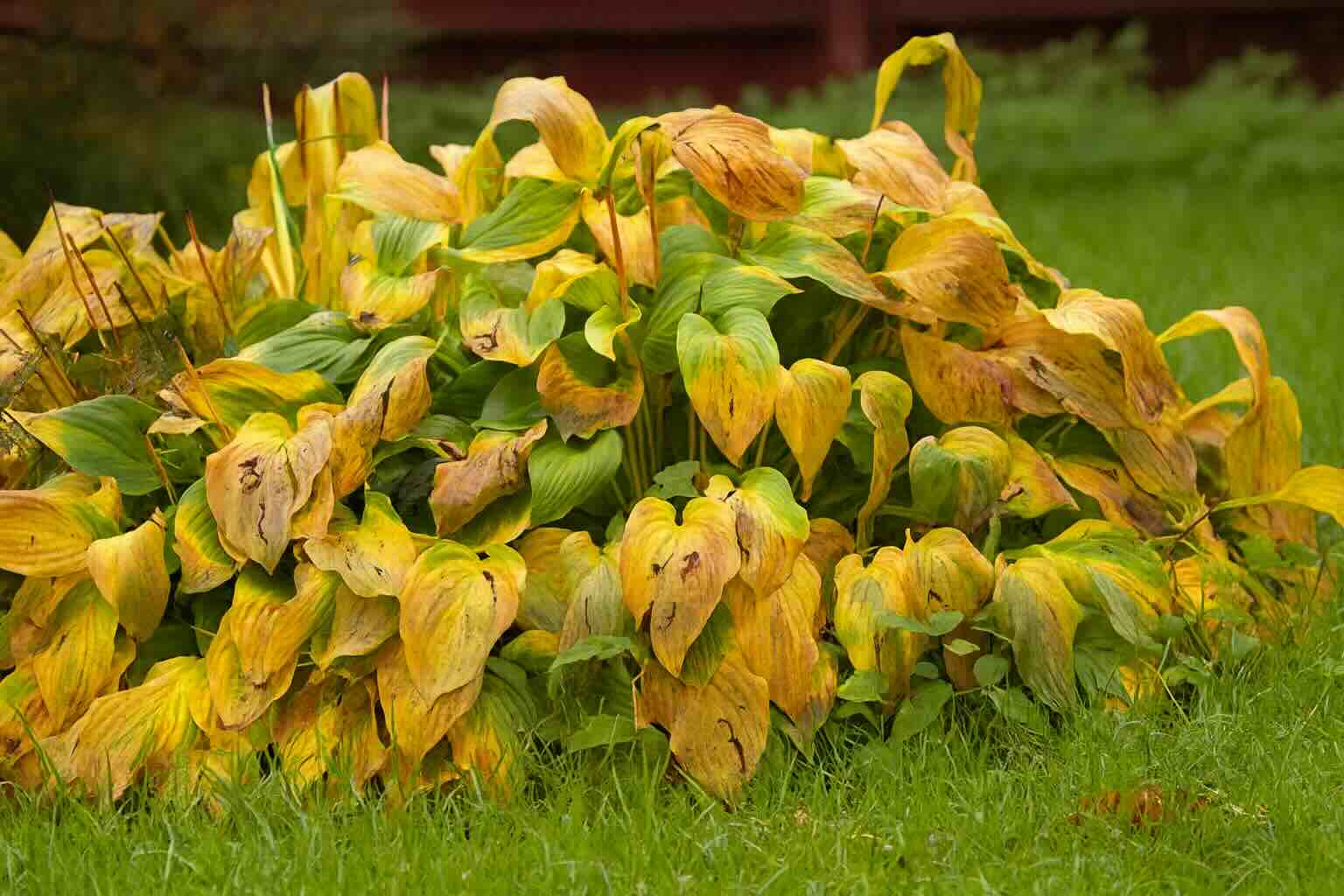 Plants