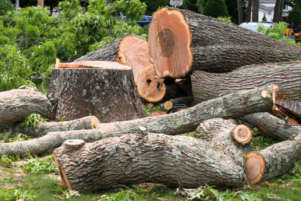 tree stump