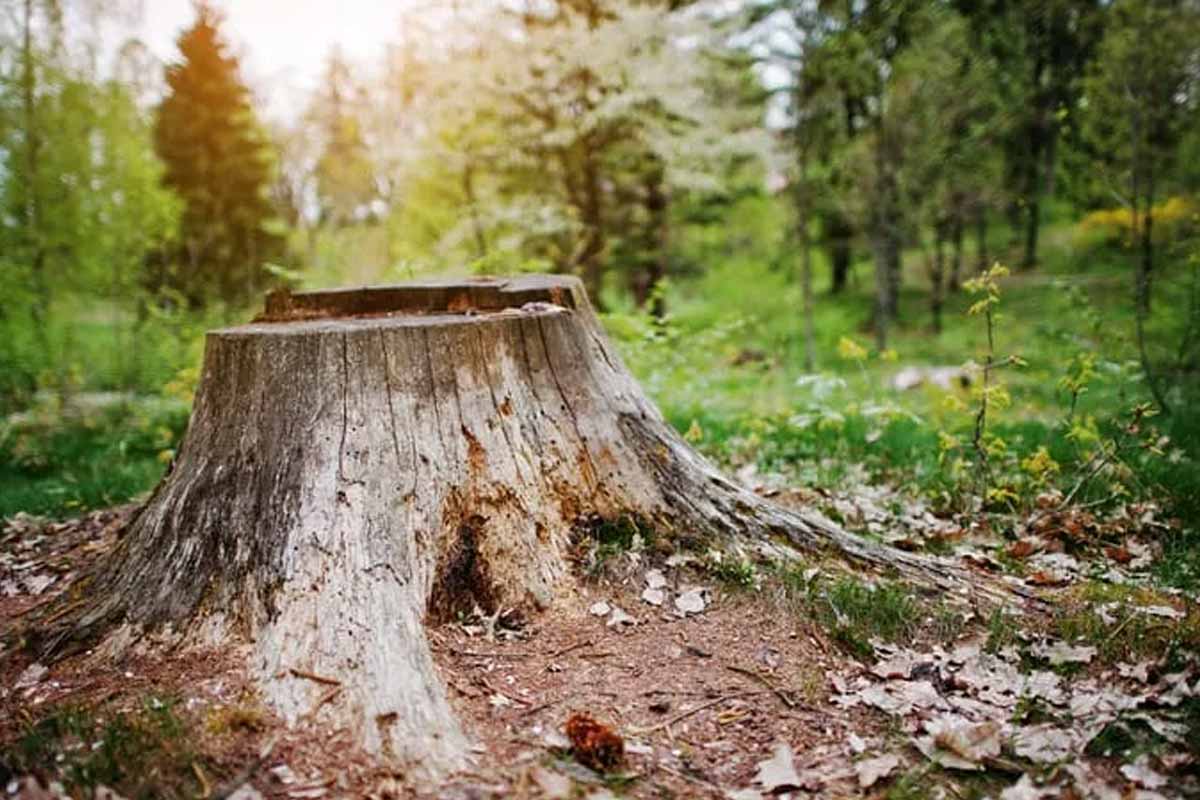 tree stump