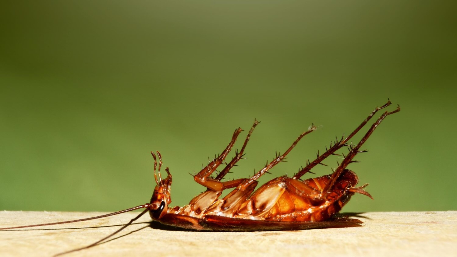 Cockroaches