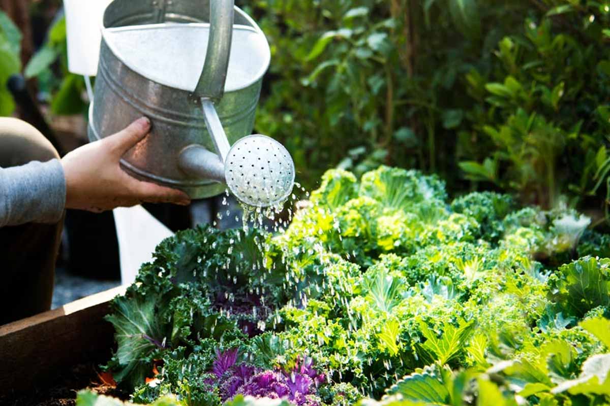 garden