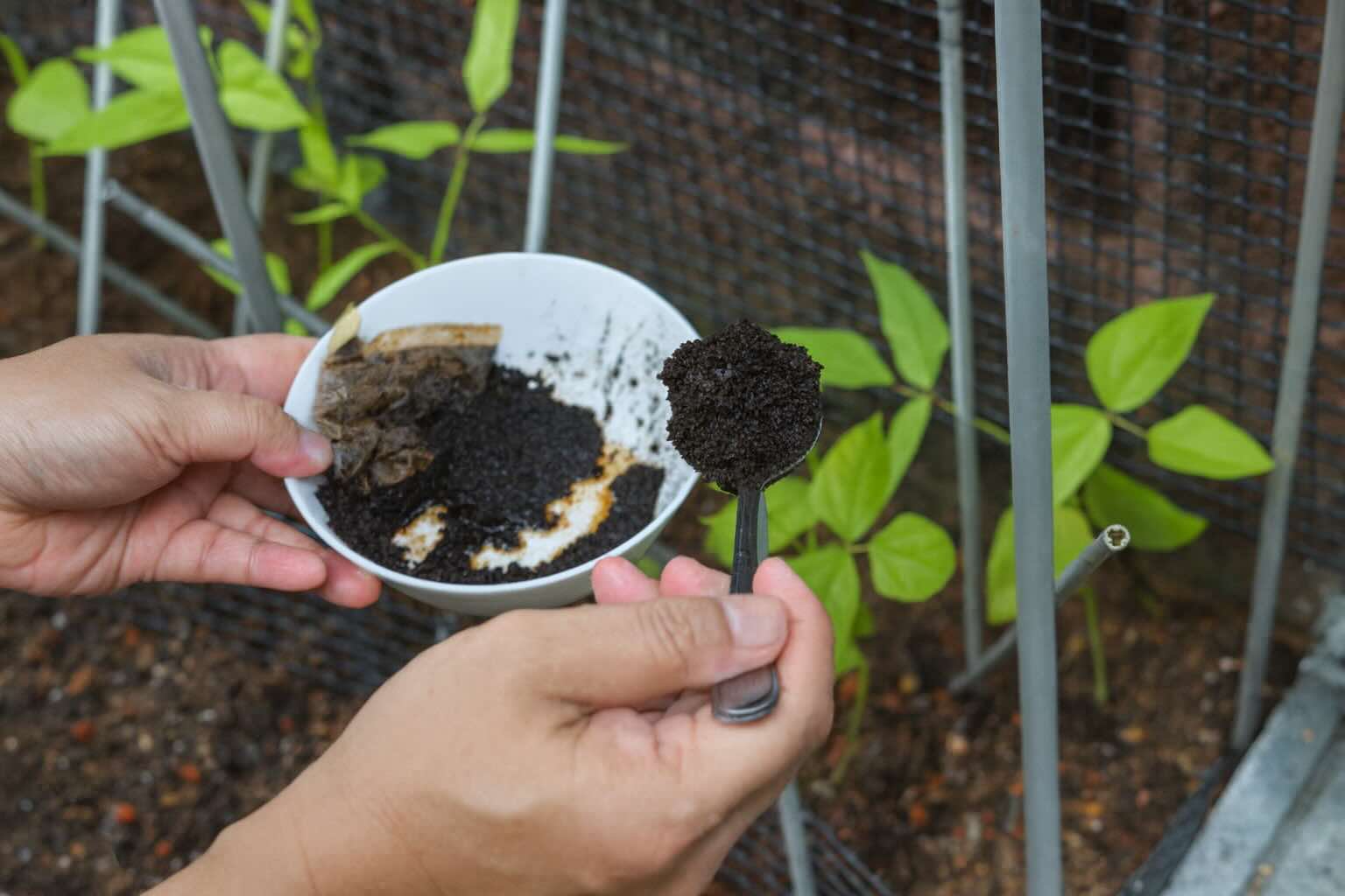 Coffee Grounds